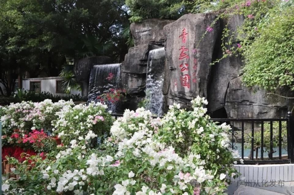 超50种簕杜鹃现场看！2025年从化簕杜鹃花展开幕