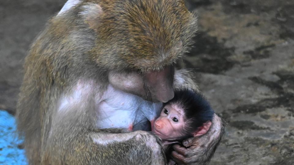 深圳野生动物园新添狒狒“萌宝”