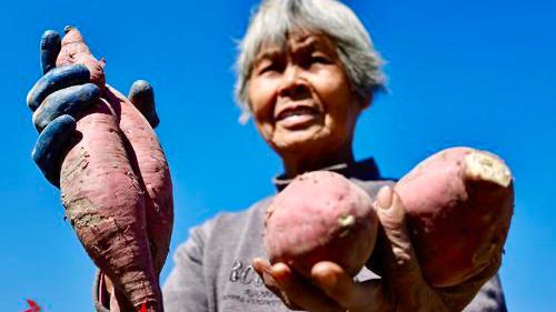 广州从化良口第十四届高山番薯节盛大开幕