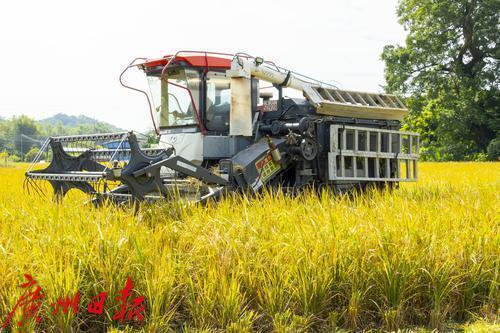 从化区太平镇银林村迎来稻田丰收