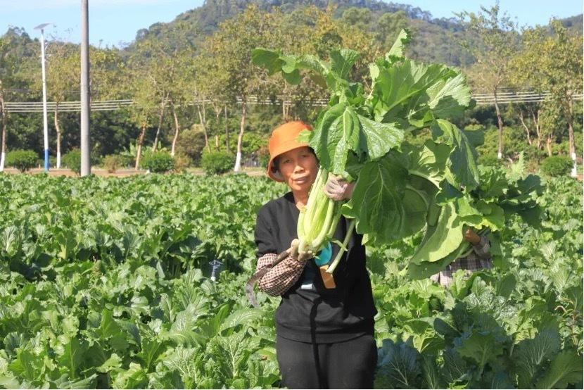 “冬日菜王”增城迟菜心头茬采收