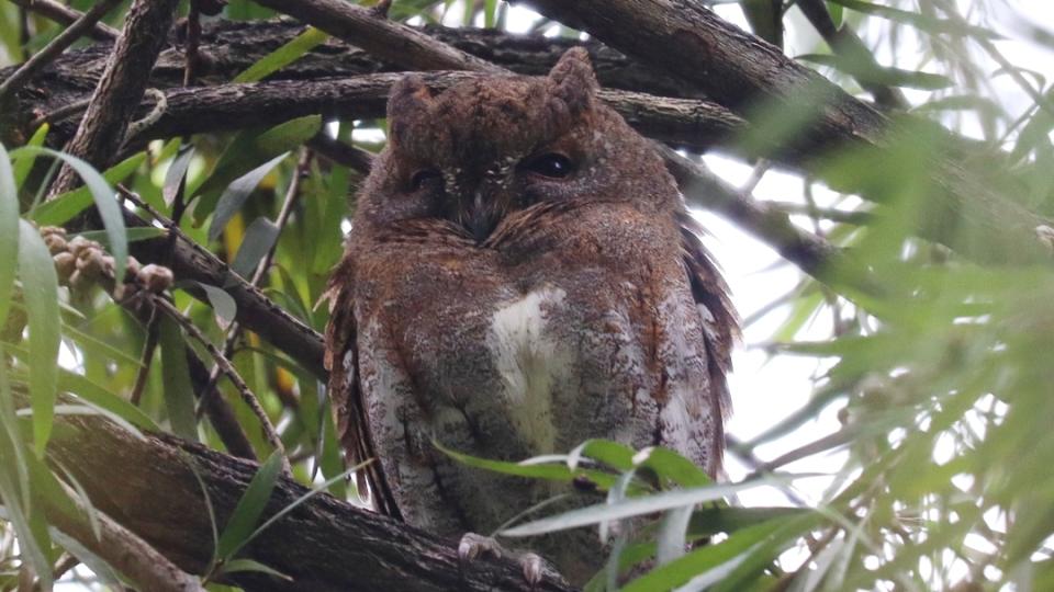 ​“暗夜精灵”“花蜜使者”相继现身，海珠湿地鸟类纪录刷新至205种