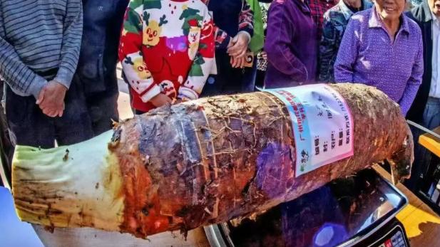 10.24斤！花都“芋头王”揭晓