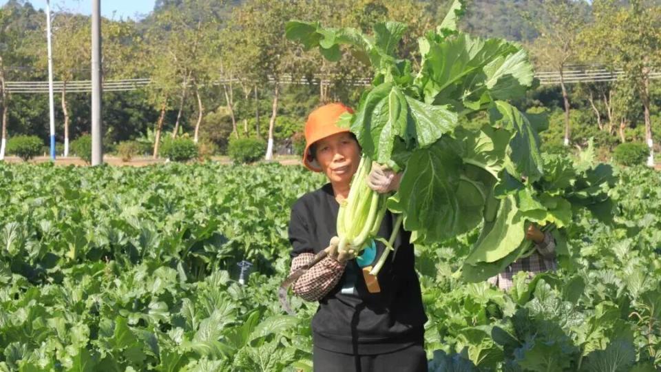 冬日上“鲜”，正果镇这里的迟菜心迎来头茬采收