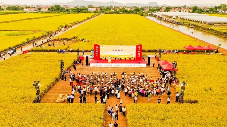 ​稻田音乐会、美食集市……大岗丰收节超全攻略→