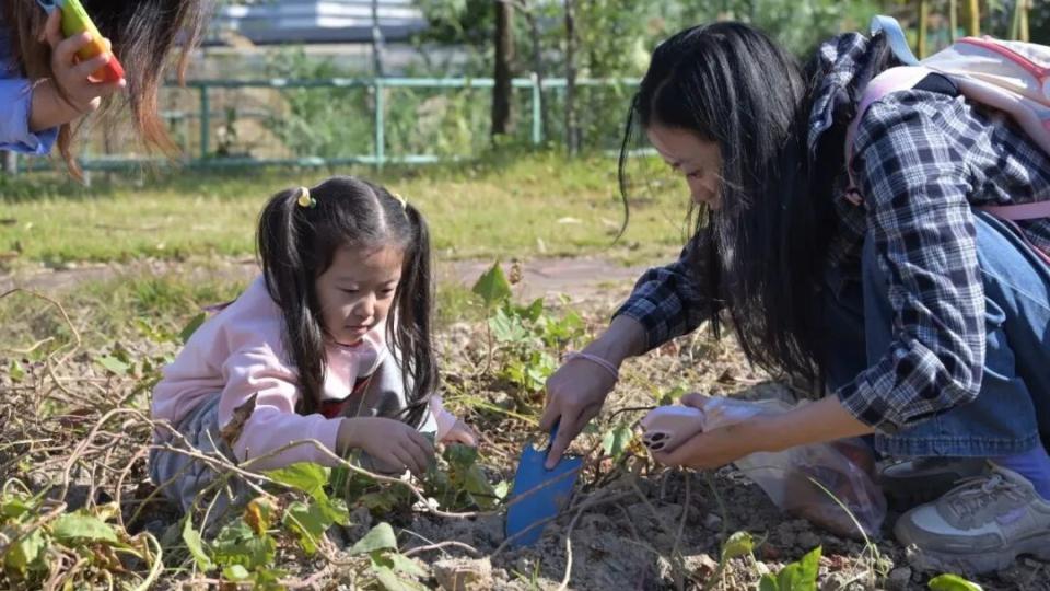割稻、挖番薯，员村街亲子家庭走进田间地头，体验秋收之乐