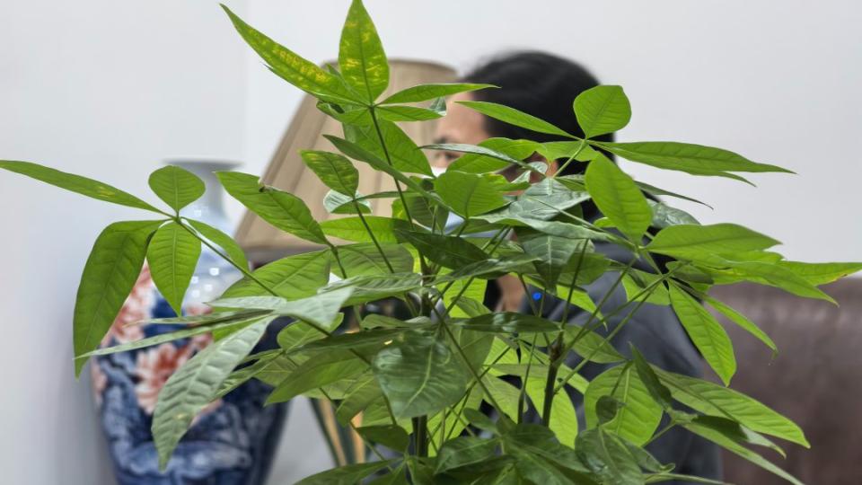 父亲离世后才知另有私生子女，遗嘱成财产分配关键