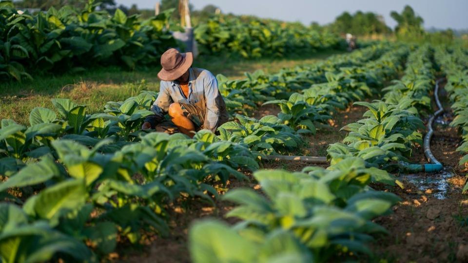 中国首次成为巴西最大的化肥供应国