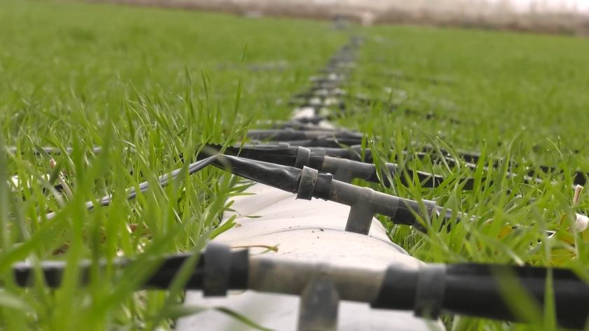 新疆喀什地区禁止冬灌？谣言！