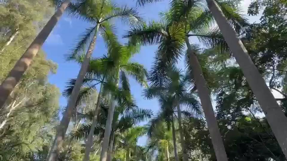 季节限定！秋末冬初，天气宜人，快来华南国家植物园撒欢吧