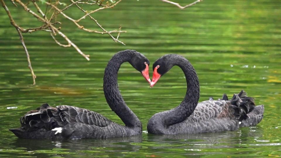 深圳野生动物园天鹅忙求偶