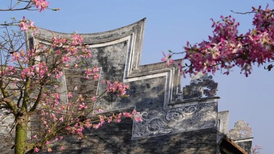 沙头街南山古庙的异木棉开啦~邂逅冬日限定浪漫！