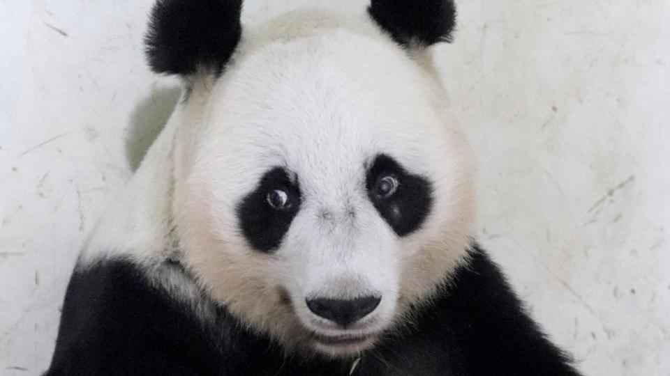 旅印尼大熊猫产下幼崽 印尼总统为其取名“骑士”