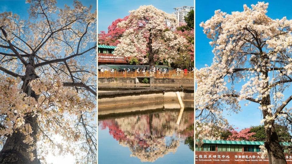 视频+多图 | 广州“初雪”已抵达华师！这棵白花美丽异木棉仙气十足，美成“岭南传奇”