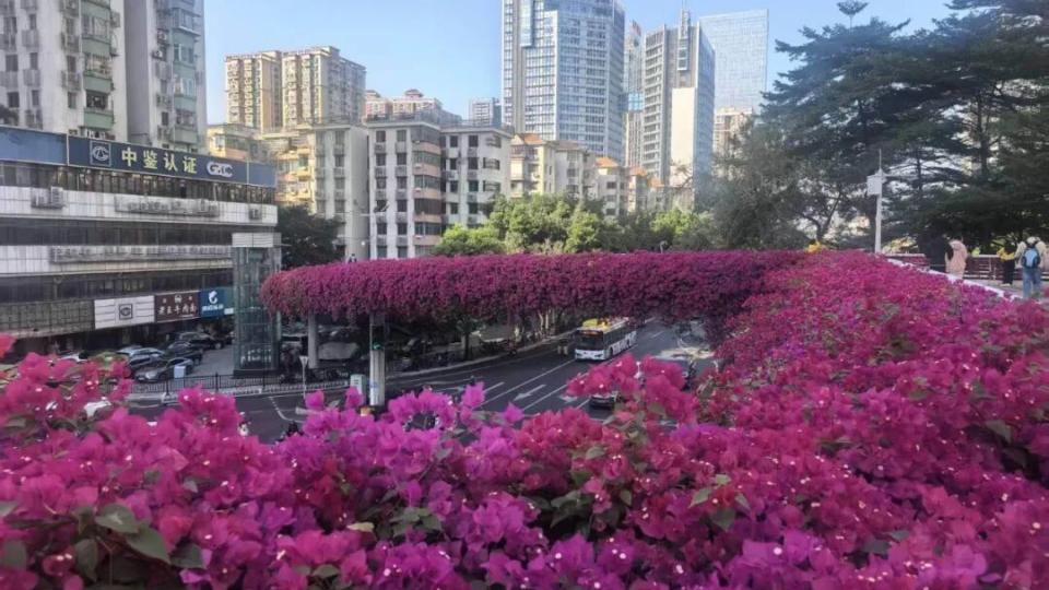 一到冬天，总会找个理由走一趟广州