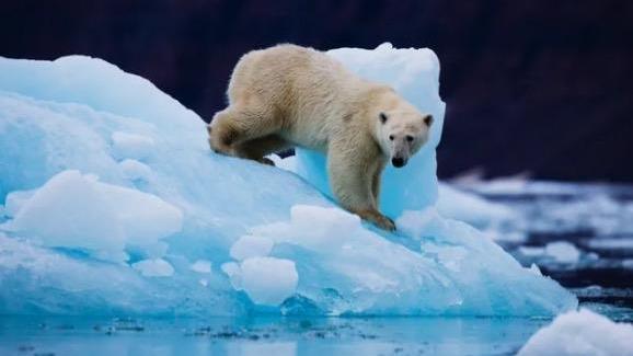 北极地表气温创125年最高值，北极熊发生基因突变