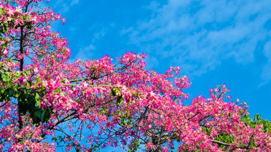 冬至前夕零星小雨登场，白天体感仍有些闷热