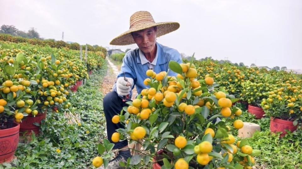 探访“年桔之乡”番禺都那村：年桔熟了 满目“丰”景入画来