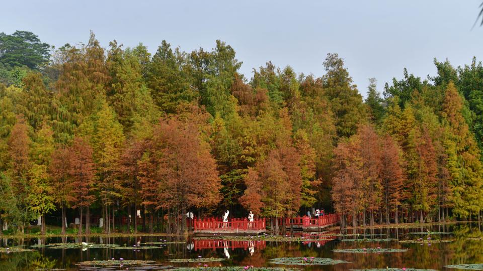 最低气温降到11℃，冷空气周四起影响广州