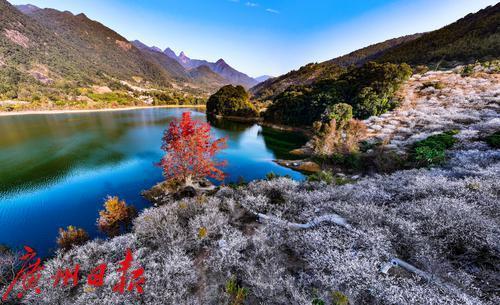 2025广州梅花观赏季周末在流溪河国家森林公园启幕