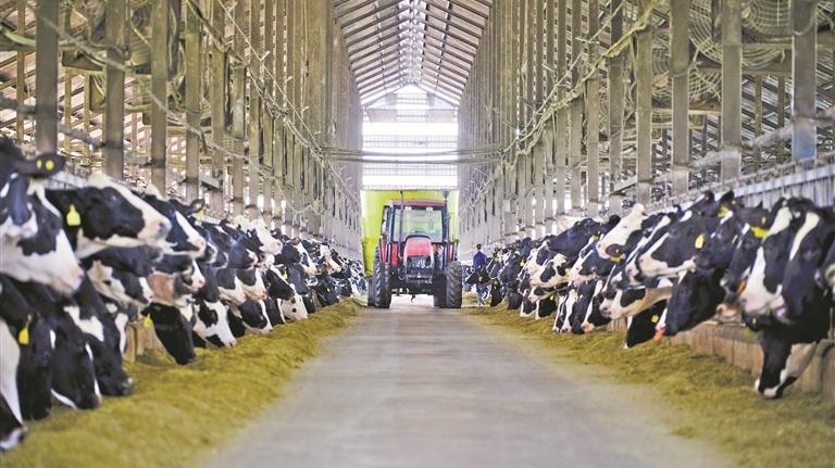 科技周刊 | 奶牛早中晚要上三个“班”