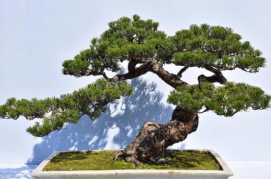 岭南盆景技艺（瑞岭盆景）获广州花都第一批非遗工坊认定