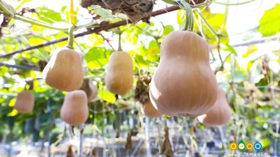 周末去哪？邂逅冬日“田”蜜！广州多个特色农场开放采摘→