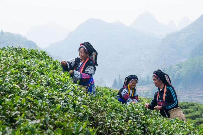 【穗安协作】我在贵州安顺有个“文旅茶园”——畅通“园循环”，助力茶产业更高质量发展
