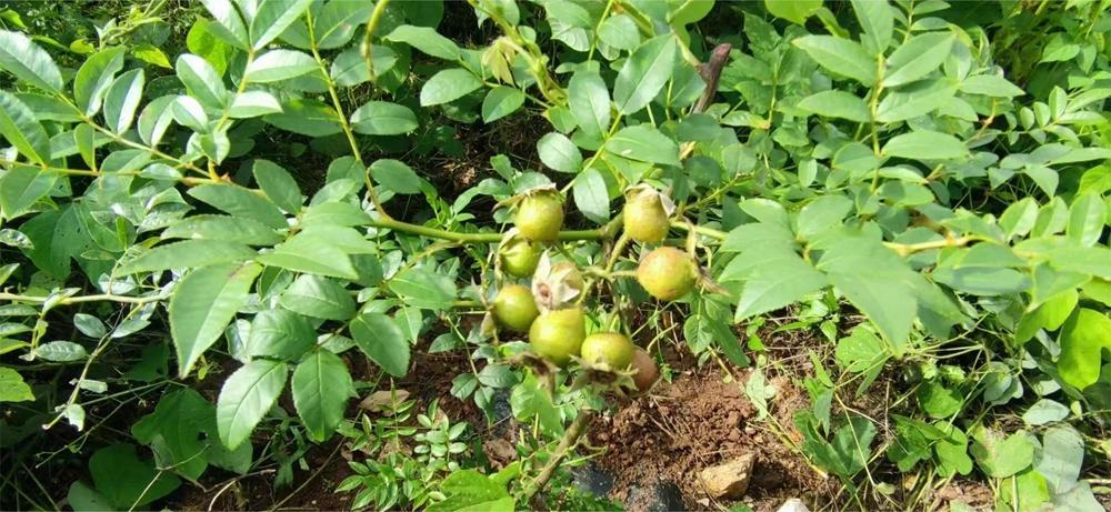 【穗安协作】我在贵州安顺有个“刺梨园”——金刺梨果的华丽转身 变成村民增收的“金果果”