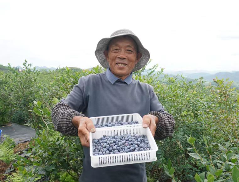 【穗安协作】我在贵州安顺有个“蓝莓园”——小小蓝莓果 托起乡村绿色经济大产业