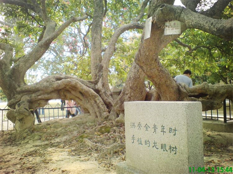每一棵古树都是老广州的回忆!有你家门口的吗?