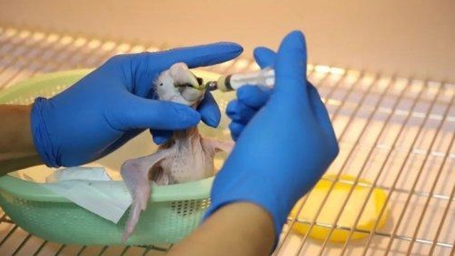 人工育雏助力 绿翅金刚鹦鹉宝宝顺利降生并存活