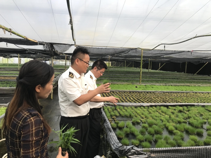 广州海关关区水草顺利出口欧美 广州日报大洋网