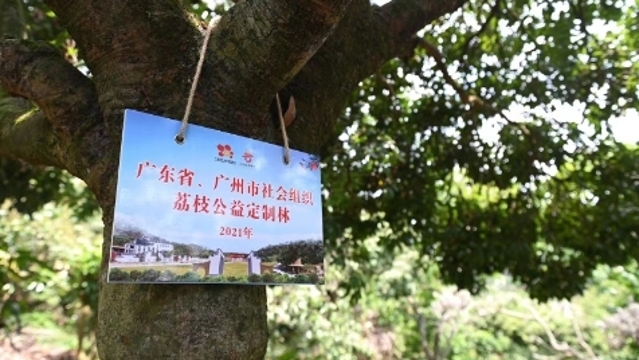 社会组织爱心接“荔”，从化荔枝公益定制活动启动