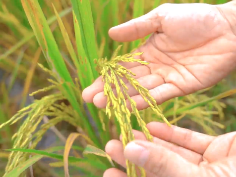 “云享丰收季”2021增城媒体助农增收公益行动活动