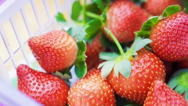 草莓的诱惑谁能抵挡？广州草莓地图“拍了拍”你