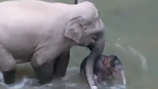 新生小象下河洗澡有多可爱