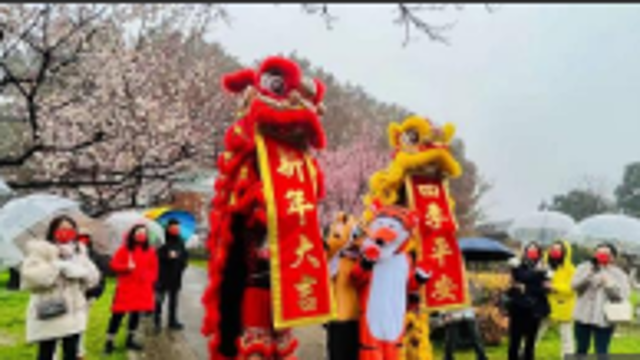 武汉东湖梅园“千树万树齐盛开”，春节期间迎最佳观赏期