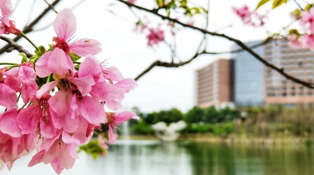 赏花灯猜灯谜、花海畅游、山野漫步……黄埔的元宵节这么玩
