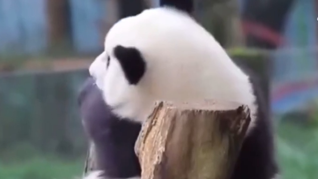 熊猫宝宝蹭痒痒有多可爱？