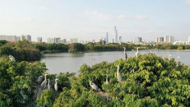 广州海珠湿地：打造最美城央湿地，助力城市品质提升