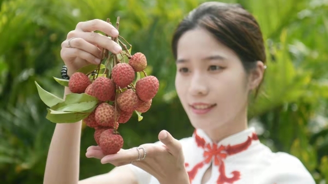 廣州黃埔舉辦荔枝文化節 評出最甜最美最受歡迎荔枝