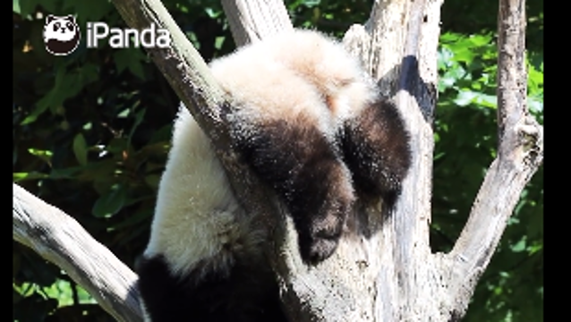 熊猫宝宝倒挂金钩式睡觉