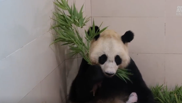 圈养大熊猫最重幼仔诞生