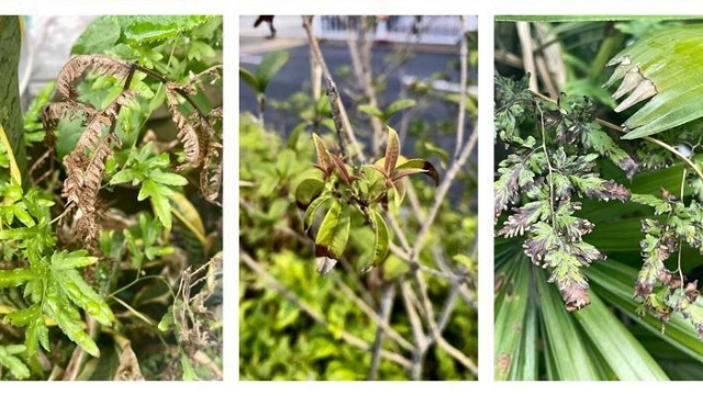高溫下的植物“受傷”了嗎？華南國家植物園開展了一項調查