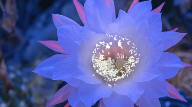 紫外線攝影記錄仙人球花開