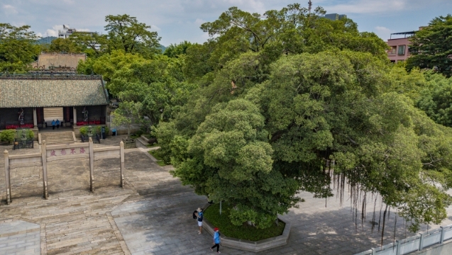 树说广州 | 南海神庙前，有棵百年树
