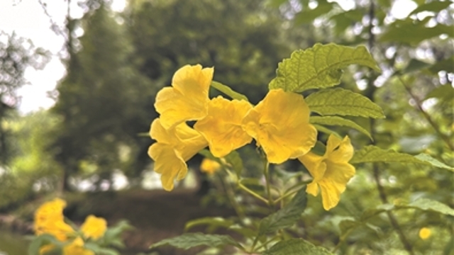华南国家植物园各色植物争奇斗艳 来植物园赏多彩金秋