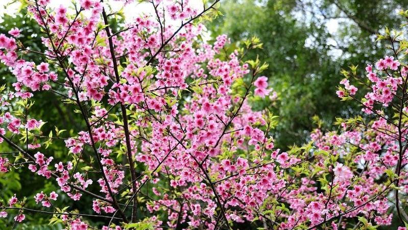 花城广州揭开“赏樱季”序幕 “高盆樱桃”打响头炮