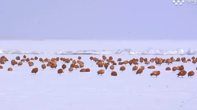 新疆博斯腾湖迎大批赤麻鸭
